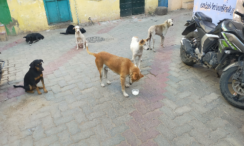 நாய்கள் தொல்லை நாய்கள் தொல்லை