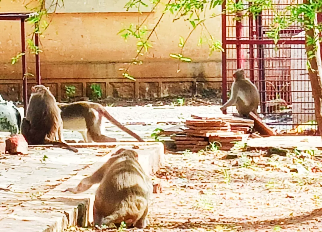 குரங்குகள் தொல்லையால் மக்கள் அவதி