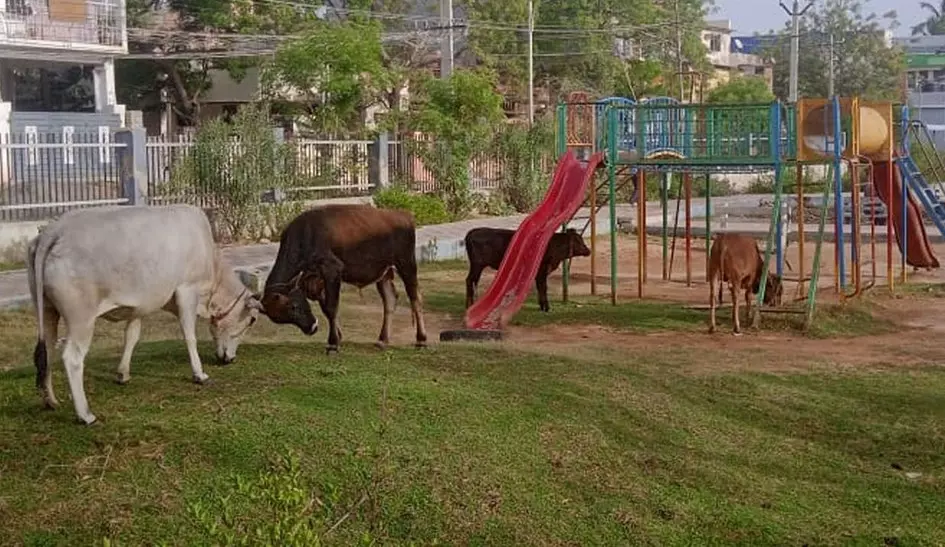 பூங்காவில் சுற்றித்திரியும் மாடுகள் பூங்காவில் சுற்றித்திரியும் மாடுகள்