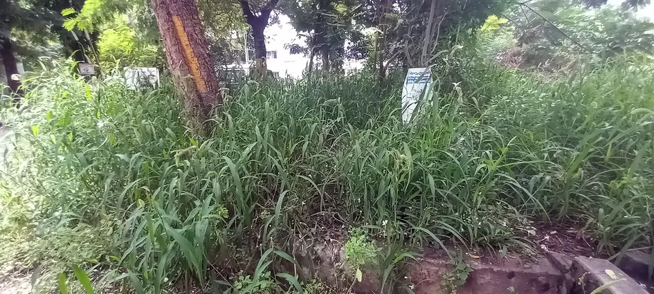 புதர்கள் அகற்றப்படுமா? புதர்கள் அகற்றப்படுமா?