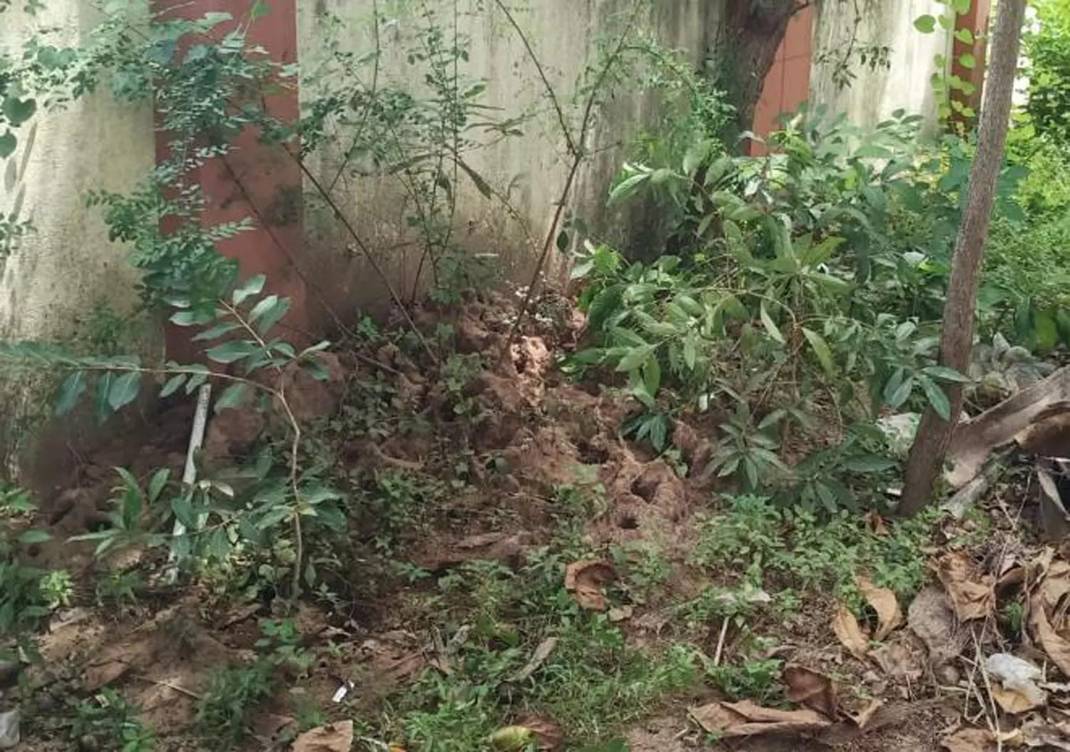 பாம்பு நடமாட்டம் பாம்பு நடமாட்டம்