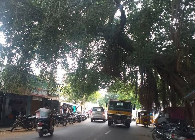 ஆபத்தான ஆலமரம்