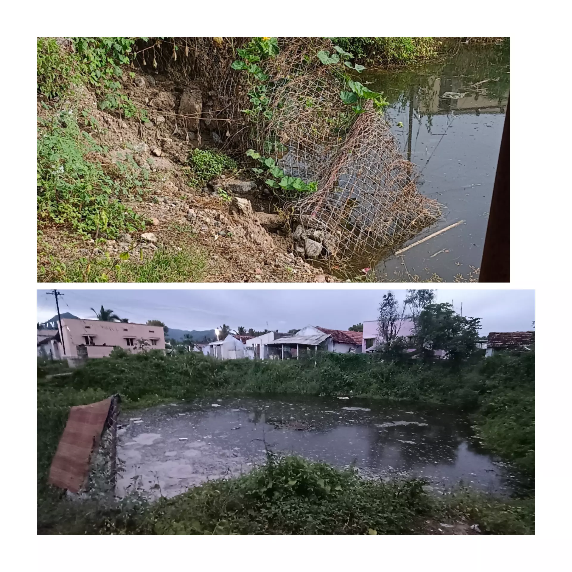 புதா்களை அகற்ற வேண்டும் புதா்களை அகற்ற வேண்டும்