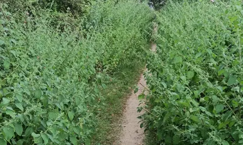 ஏரிக்கரை மீது தார் சாலை அமைக்கப்படுமா?