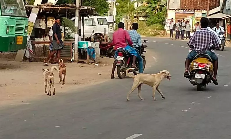 சாலைகளில் சுற்றித் திரியும் நாய்கள் சாலைகளில் சுற்றித் திரியும் நாய்கள்