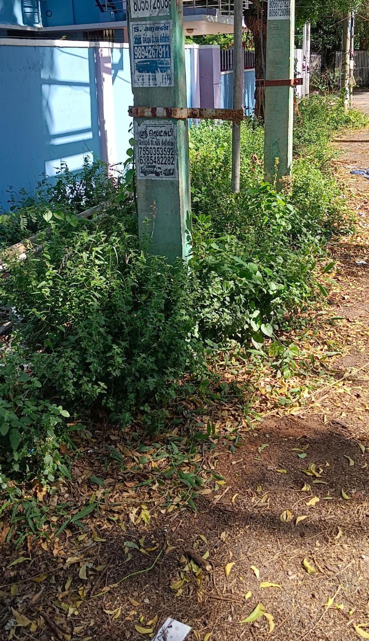 செடிகளை அகற்ற வேண்டும்