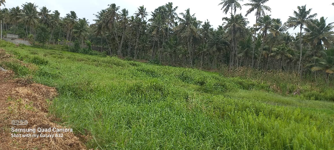 குளம் தூர்வாரப்படுமா?