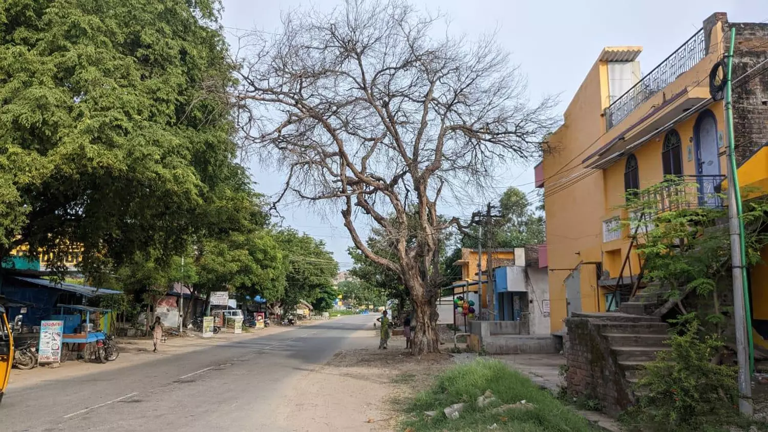 பட்டுப்போன மரத்தை அகற்ற வேண்டும்