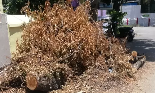 வெட்டப்பட்ட மரத்தை அகற்ற வேண்டும் வெட்டப்பட்ட மரத்தை அகற்ற வேண்டும்