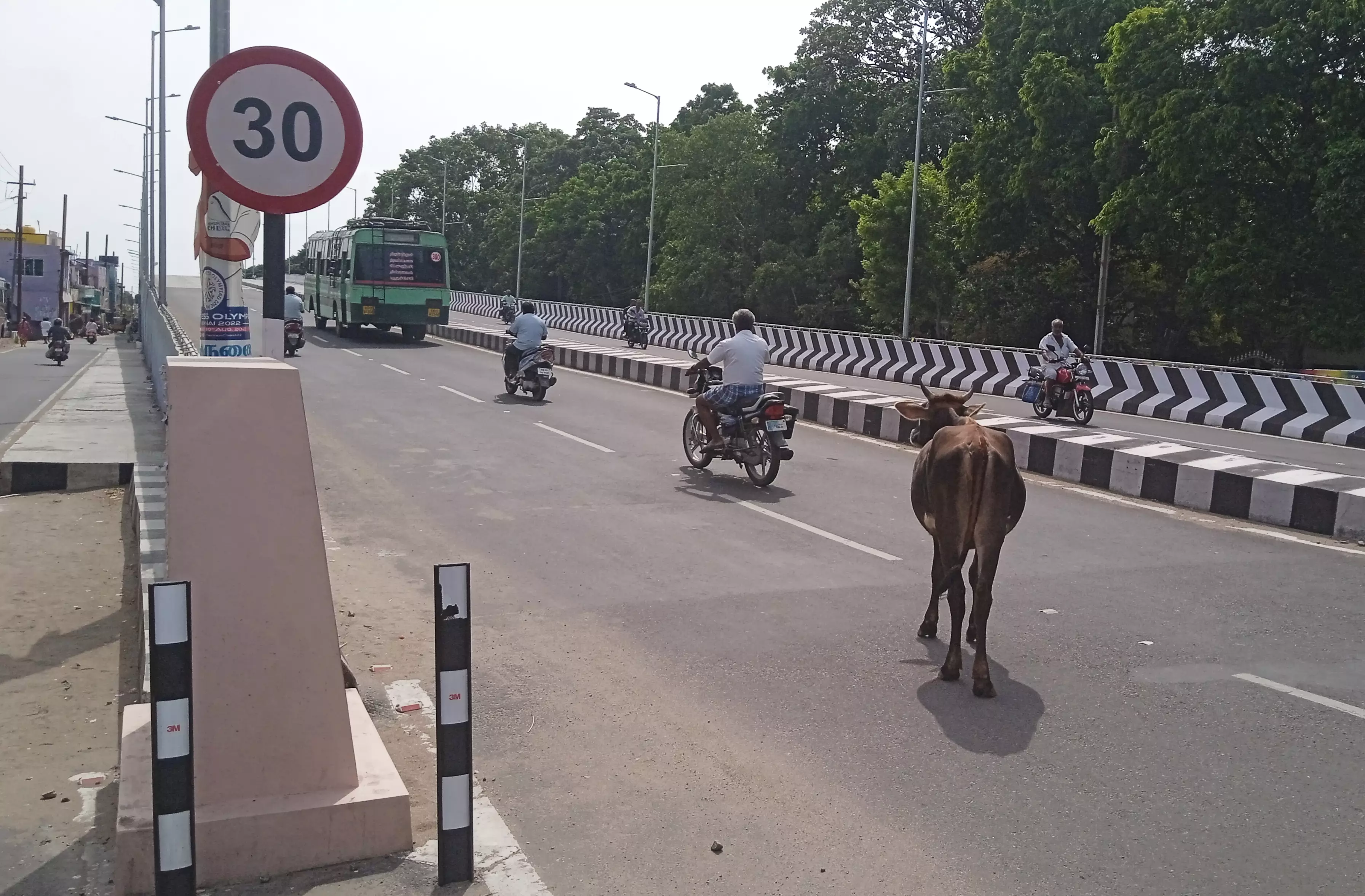 சாலையில் சுற்றித் திரியும் மாடு சாலையில் சுற்றித் திரியும் மாடு