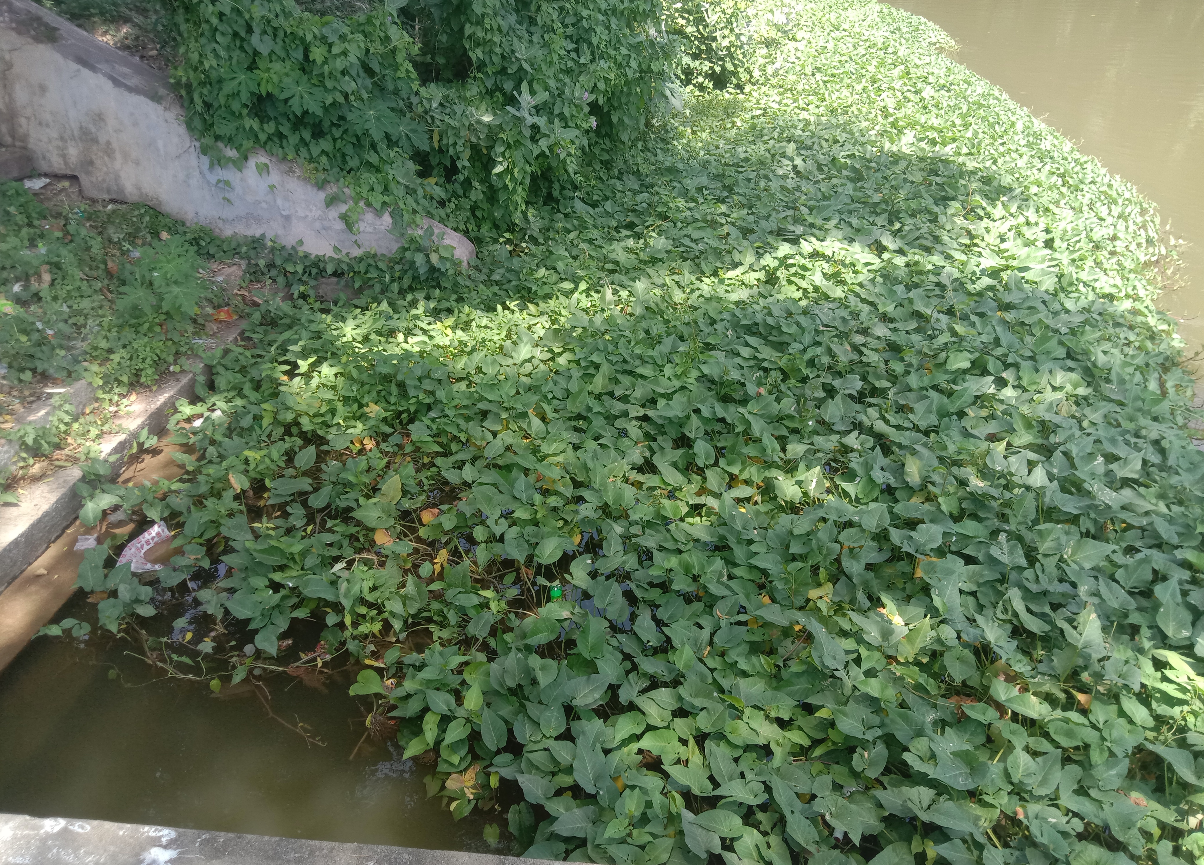 வாய்க்காலை ஆக்கிரமித்துள்ள செடி, கொடிகள்