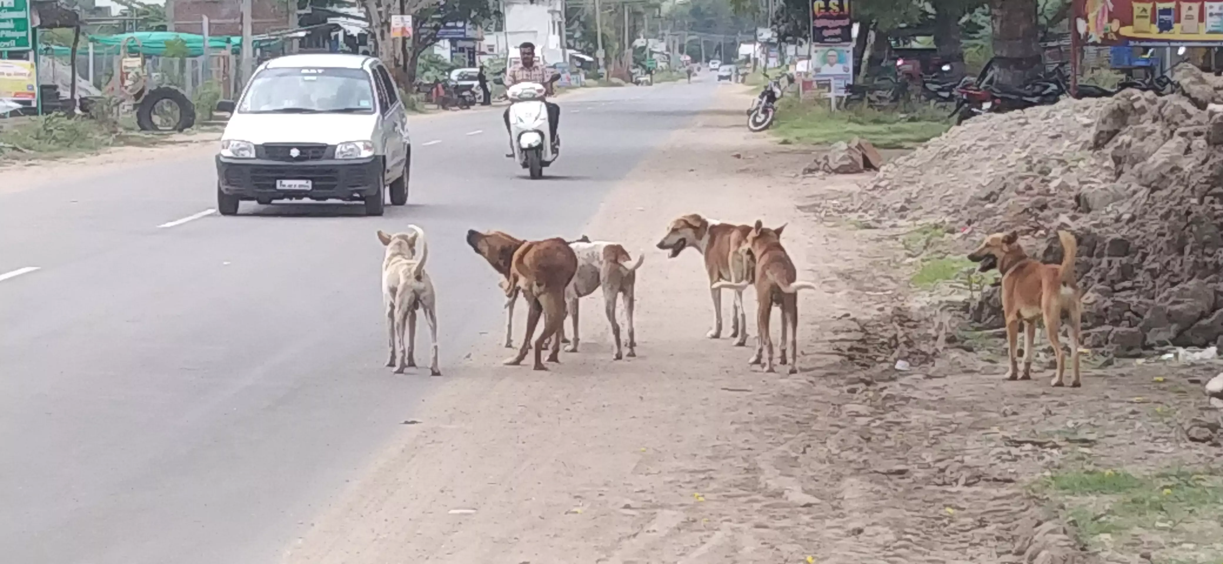 நாய்கள் தொல்லை நாய்கள் தொல்லை