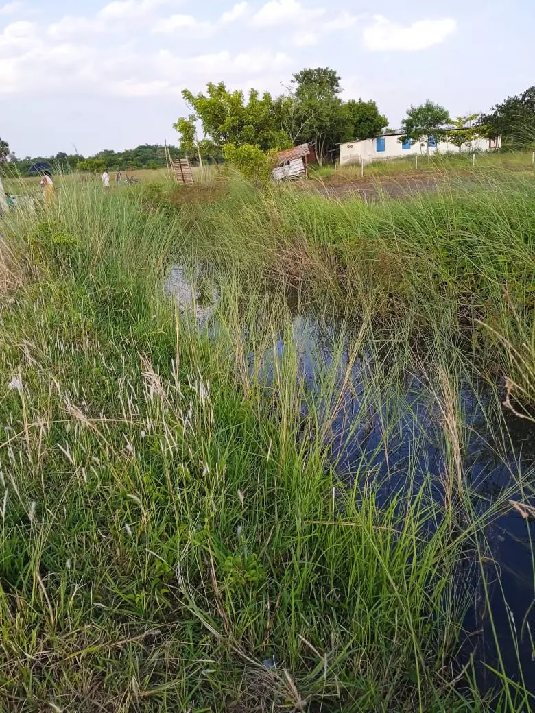 வாய்க்கால் தூர்வாரப்படுமா?