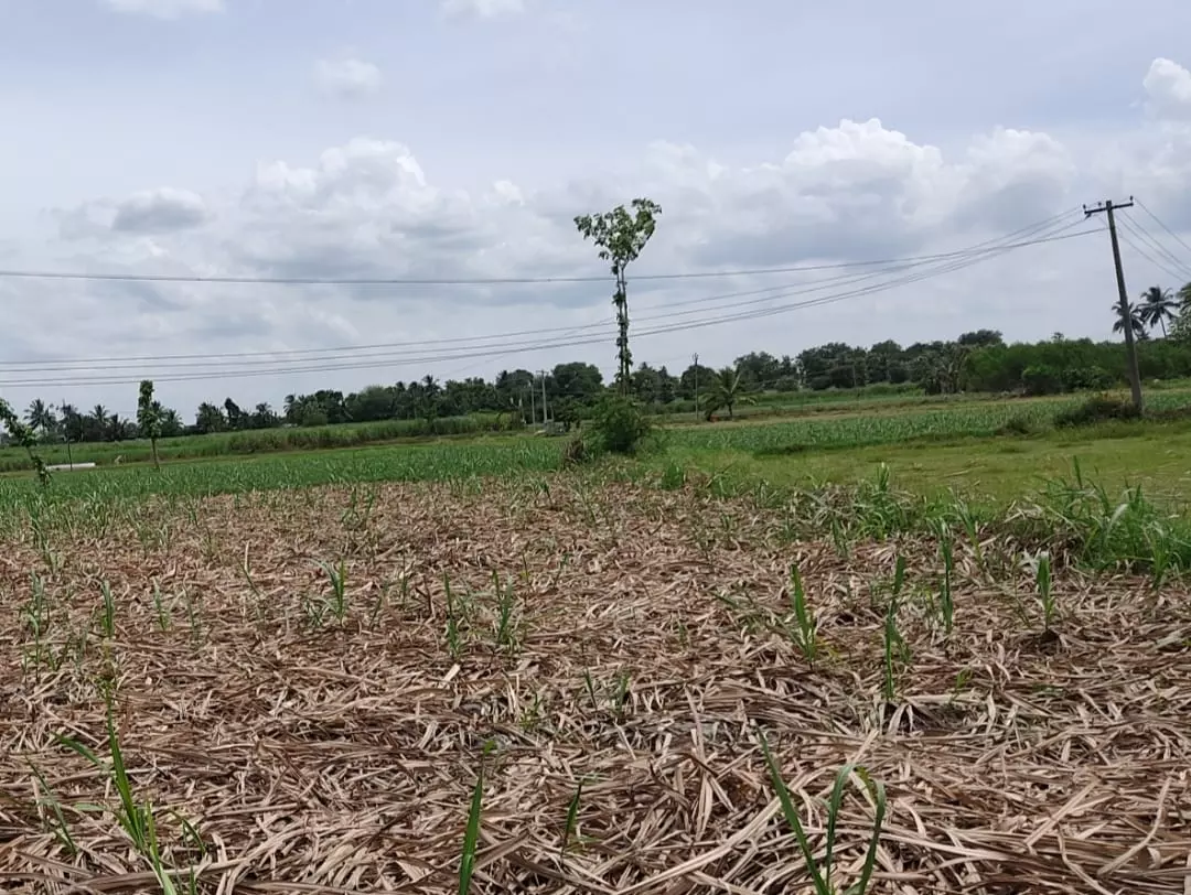 தாழ்வாக செல்லும் மின்கம்பிகள்