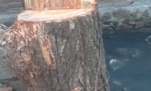 மரங்கள் வெட்டப்படுவது தடுக்கப்படுமா?