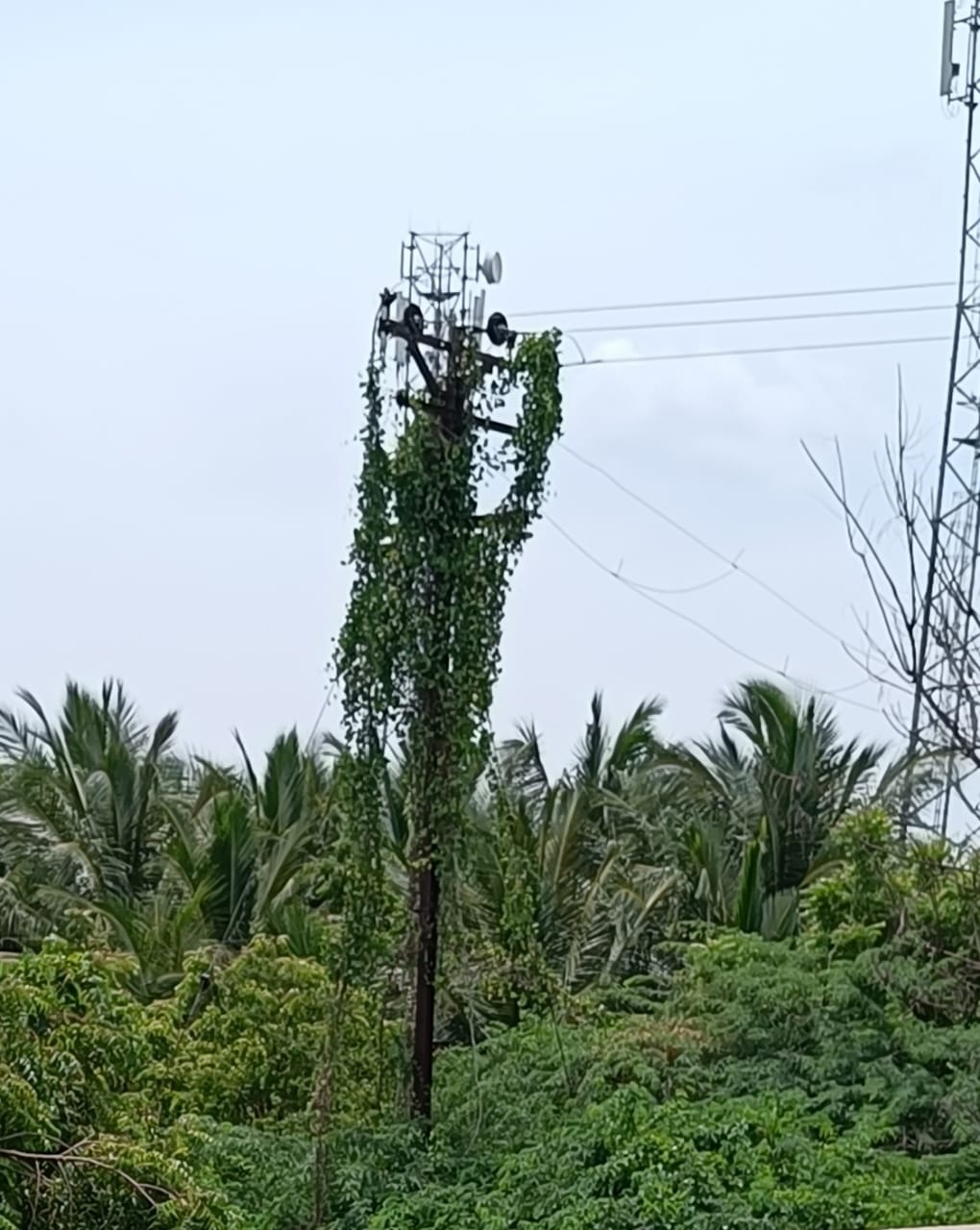 மின்கம்பந்தை சூழ்ந்த செடி, கொடிகள்