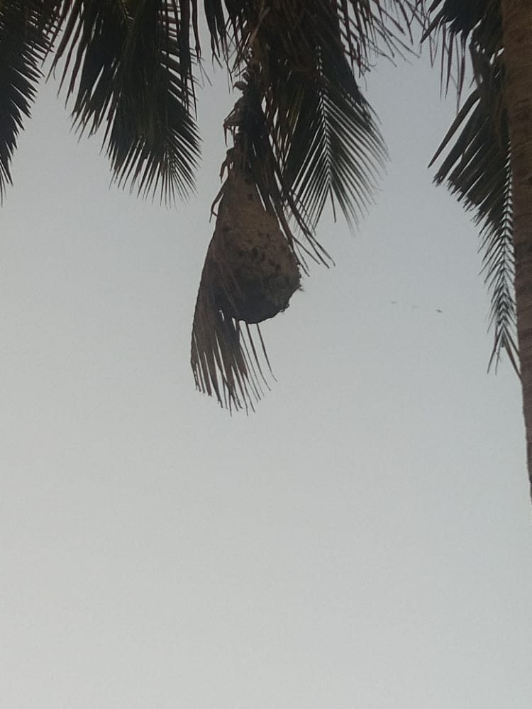 விஷ வண்டு கூடு அகற்றப்படுமா?