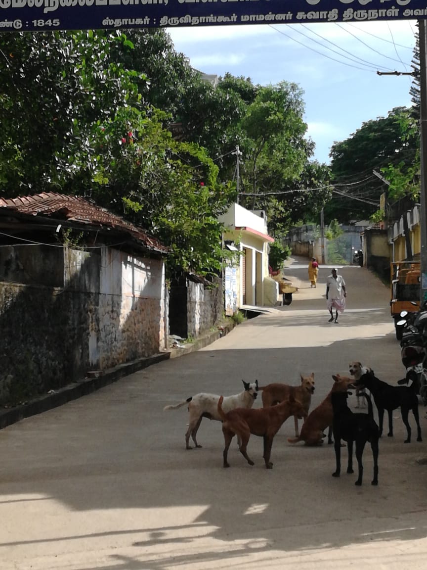 தெருநாய்கள் தொல்லை