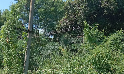 மின்கம்பத்தில் படர்ந்த கொடிகள் மின்கம்பத்தில் படர்ந்த கொடிகள்