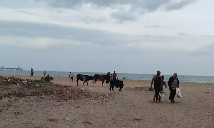 பொதுமக்களுக்கு இடையூறான கால்நடைகள்