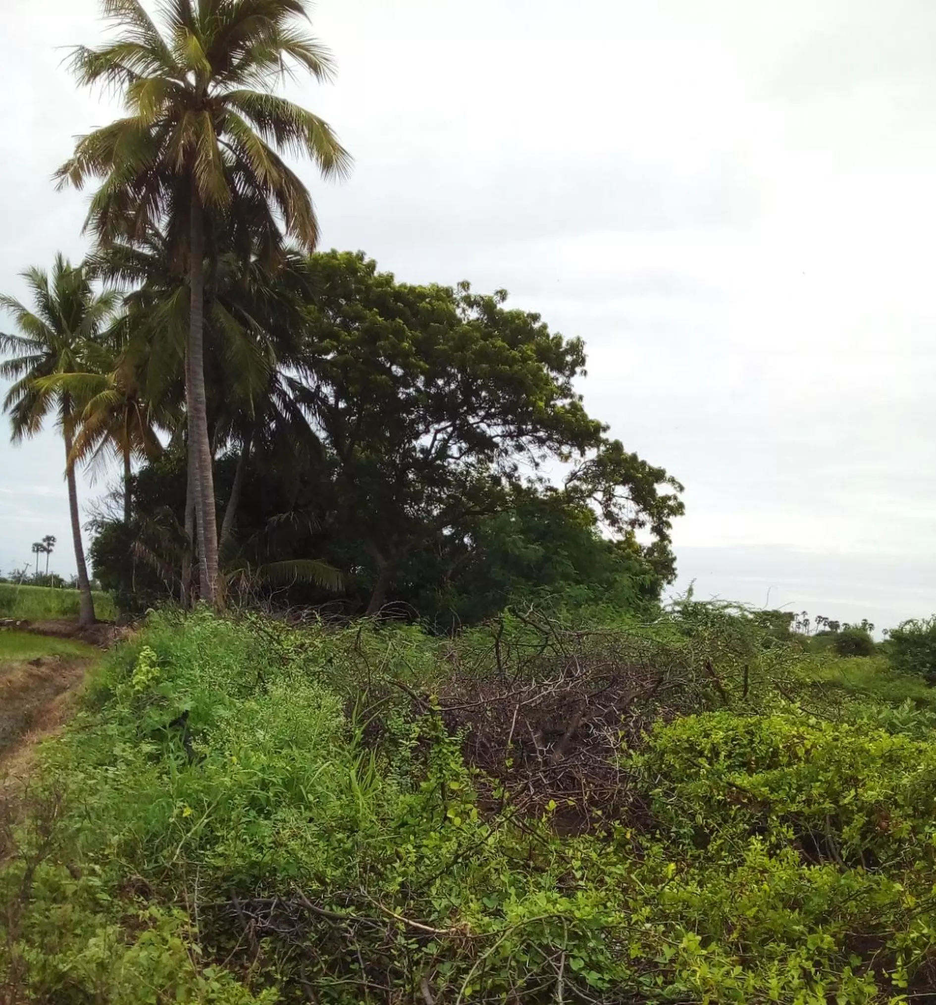 ஓடை தூர்வாரப்படுமா?