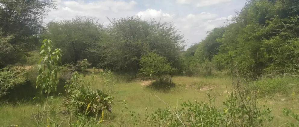 புதர்மண்டி காட்சியளிக்கும் குளங்கள்