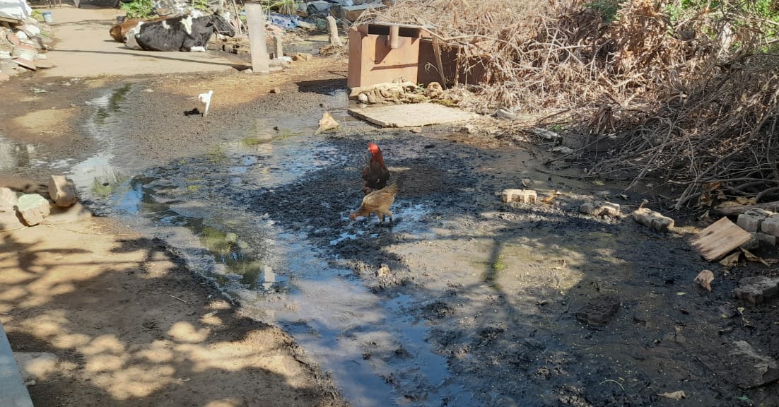 நோய் பரவும் அபாயம்