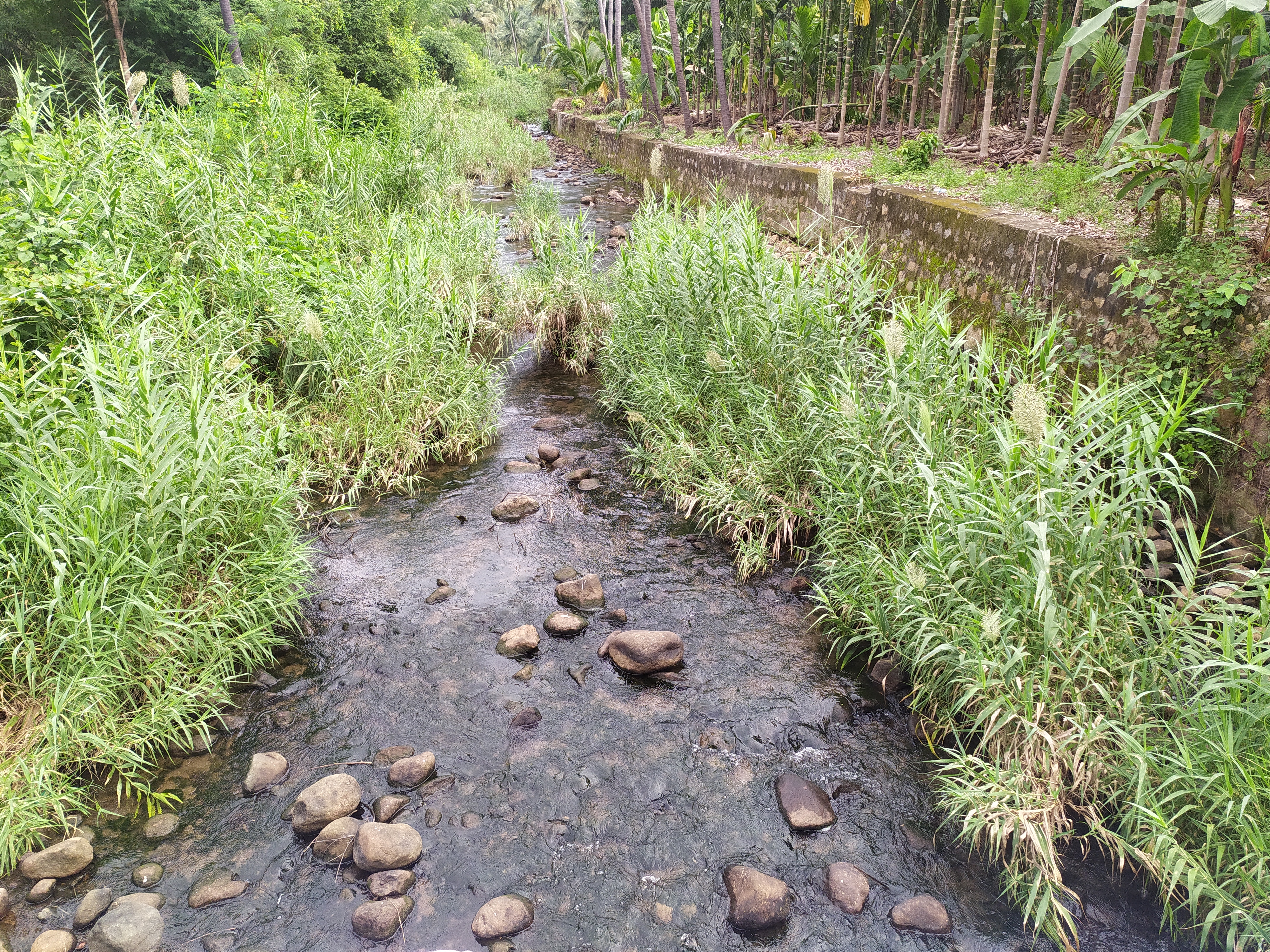 தூர்வார வேண்டிய கருவாட்டு ஆறு தூர்வார வேண்டிய கருவாட்டு ஆறு