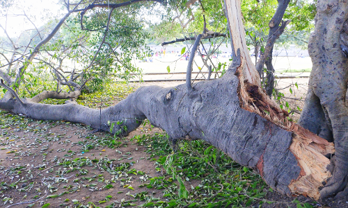 மரக்கிளையை அகற்ற வேண்டும்