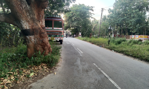 சாலையில் நிற்கும் மரம் அப்புறப்படுத்தபடுமா? சாலையில் நிற்கும் மரம் அப்புறப்படுத்தபடுமா?