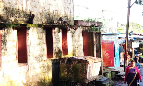 குரங்குகள் அட்டகாசம்