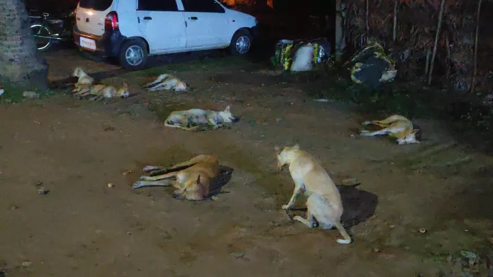 தெரு நாய்கள் தொல்லை தெரு நாய்கள் தொல்லை