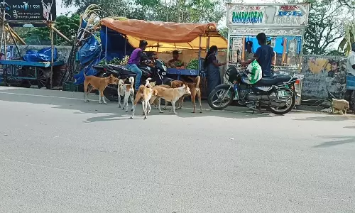 தெருநாய்கள் தொல்லை தெருநாய்கள் தொல்லை