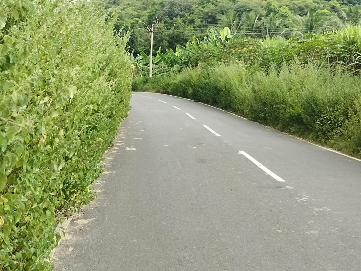 நெடுஞ்சாலையும் புதர்களும் நெடுஞ்சாலையும் புதர்களும்