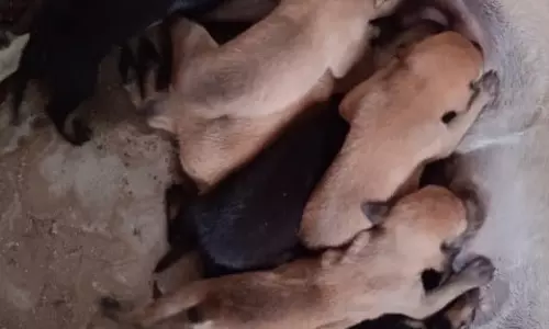 நாய்கள் தொல்லையால் பொதுமக்கள் அவதி நாய்கள் தொல்லையால் பொதுமக்கள் அவதி