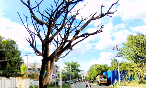 பட்ட மரத்தை அகற்ற வேண்டும்