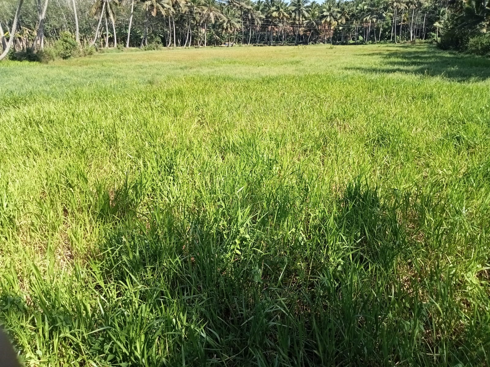 குளம் தூர்வாரப்படுமா?