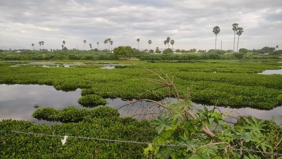 குளத்தில் ஆகாயத்தாமரை ஆக்கிரமிப்பு குளத்தில் ஆகாயத்தாமரை ஆக்கிரமிப்பு