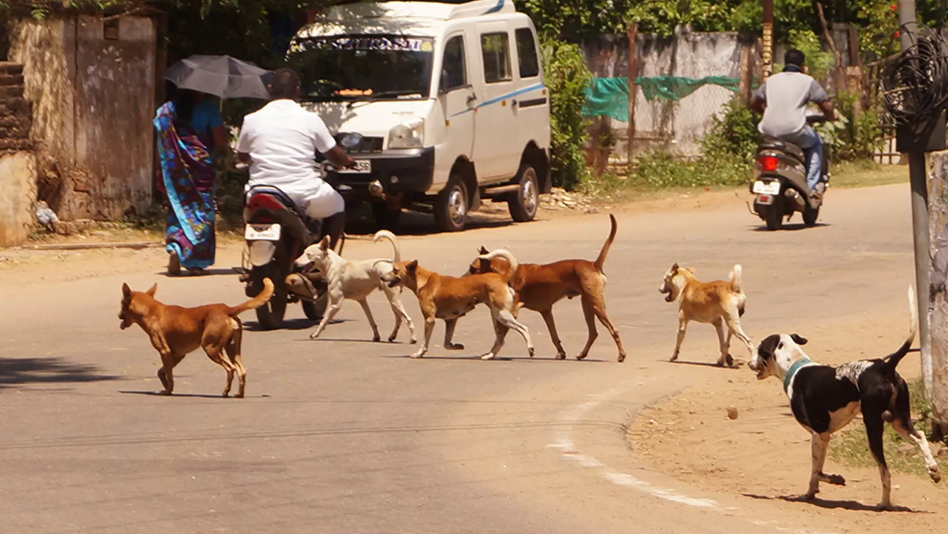 தெருநாய்கள் தொல்லை