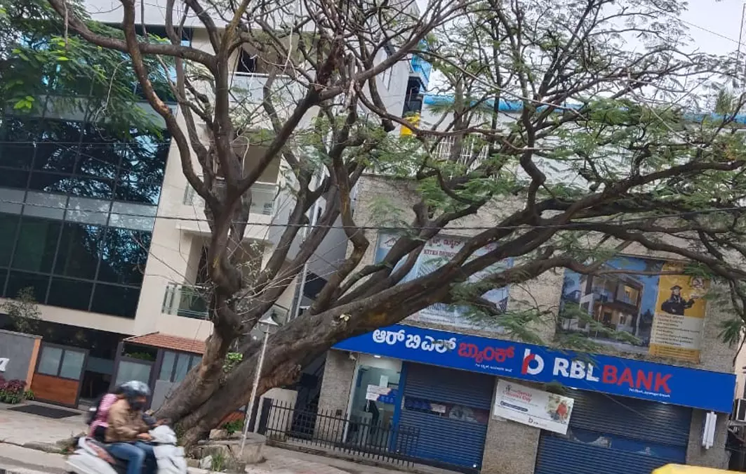 வேரோடு சாயும் நிலையில் உள்ள மரம் வெட்டி அகற்றப்படுமா? வேரோடு சாயும் நிலையில் உள்ள மரம் வெட்டி அகற்றப்படுமா?