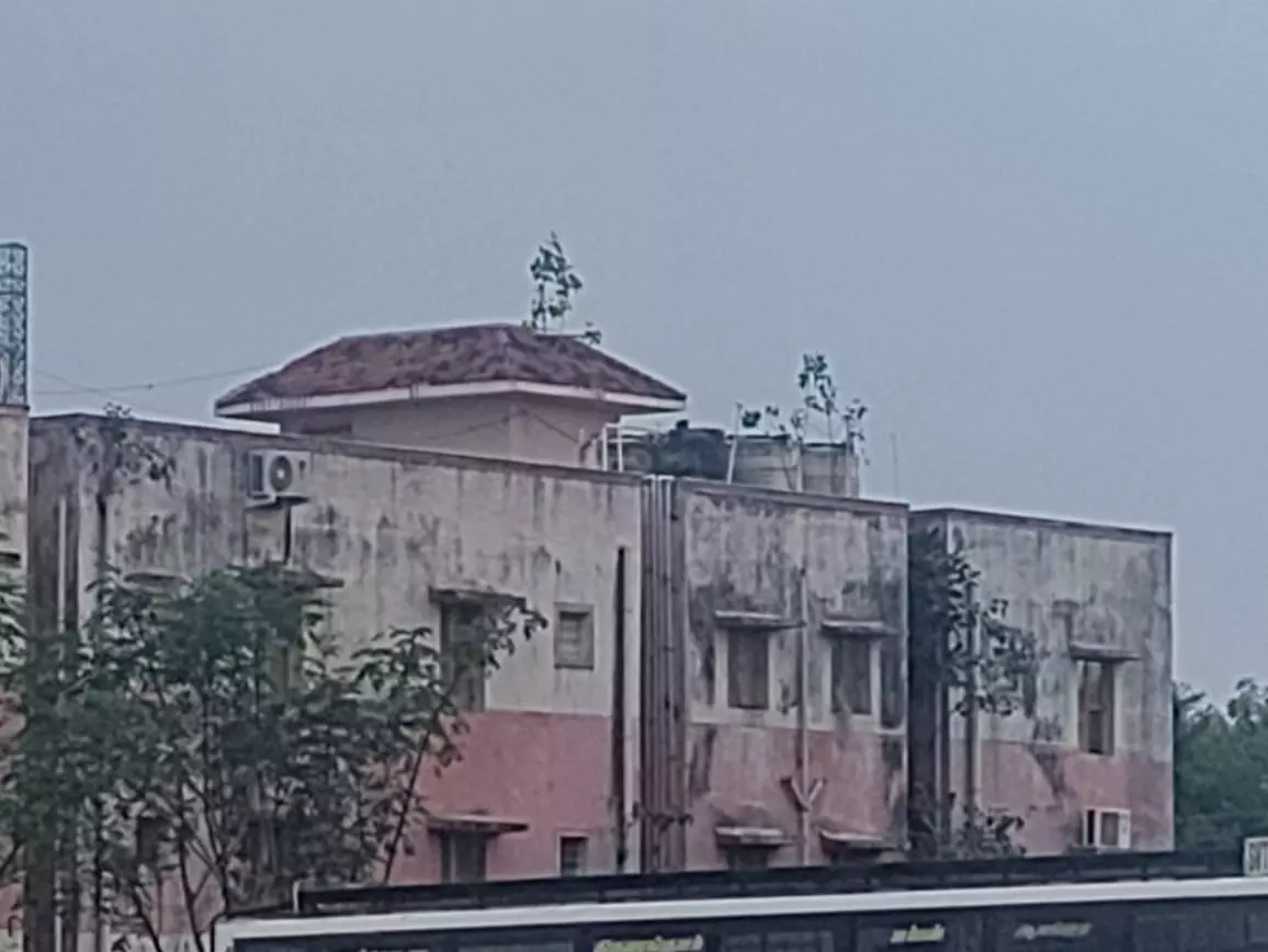 செடிகள் அகற்றப்படுமா? செடிகள் அகற்றப்படுமா?