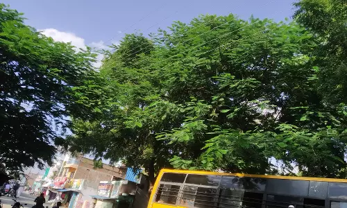 வெட்ட வேண்டிய மரக்கிளைகள்