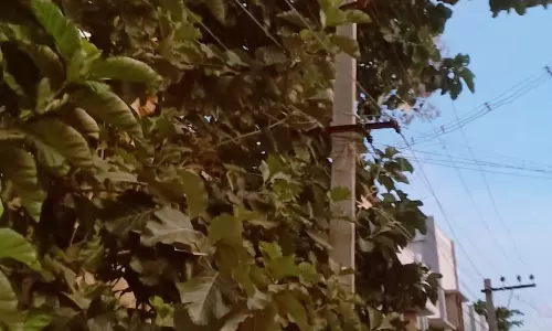 மின்கம்பிகளை உரசும் மரக்கிளைகள்