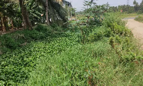 வாய்க்காலை ஆக்கிரமித்த ஆகாயத்தாமரை