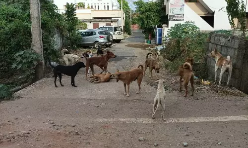 நாய்கள் தொல்லை அதிகரிப்பு நாய்கள் தொல்லை அதிகரிப்பு