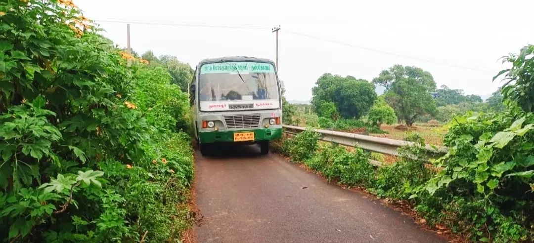 சாலையை ஆக்கிரமித்துள்ள செடி-கொடிகள்