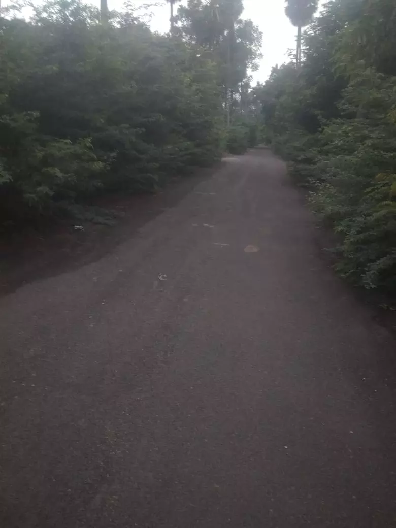 கருவேலமரங்களால் வாகன ஓட்டிகள் அவதி