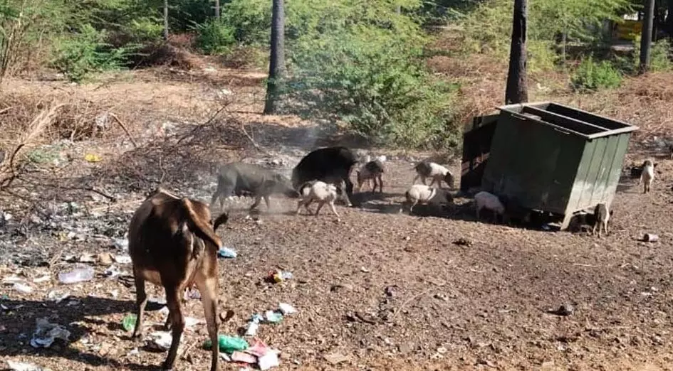 பன்றிகள் தொல்லை