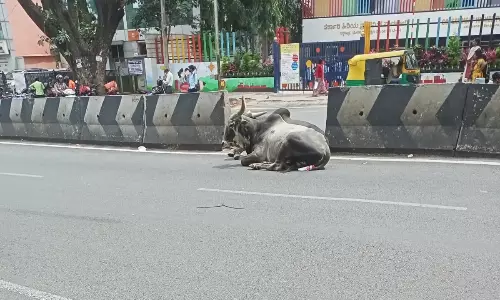 சாலையில் சுற்றித்திரியும் மாடுகள் சாலையில் சுற்றித்திரியும் மாடுகள்