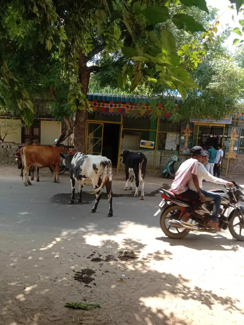 சாலையில் சுற்றித்திரியும் மாடுகள் சாலையில் சுற்றித்திரியும் மாடுகள்